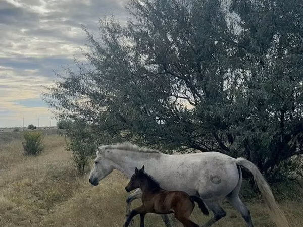 Mare, Kazakh horse — Kazakhstan
