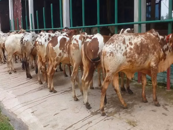 Cow, Cattle — Bangladesh