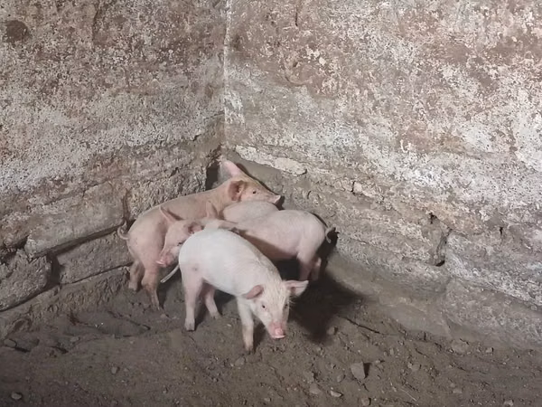 Sow, Pigs — Moldova