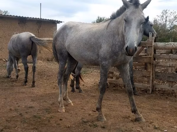 Бээ, Аттар — Казакстан
