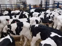 Banteng, Holstein breed — foto 3