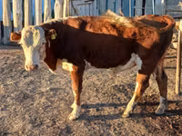 公牛, Kazakh White-headed cow — 照片 6