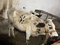 گاو ماده, گاو — عکس 1