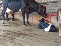 Vache, Bovins — photo 3