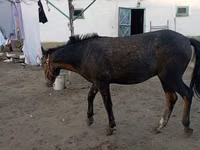 Ngựa đực, Kazakh horse — ảnh 2