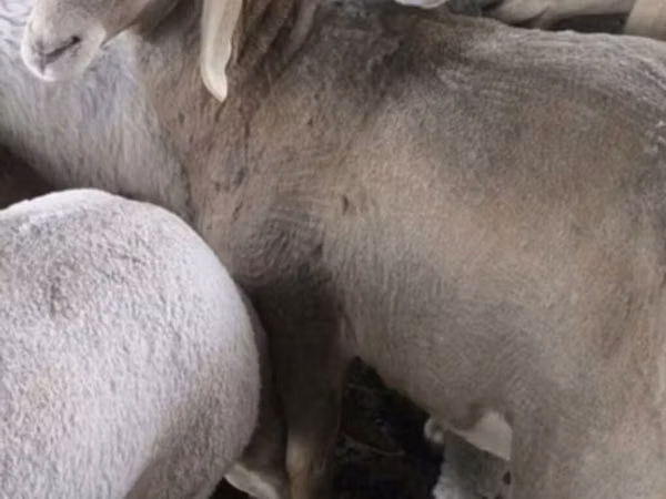 Sheep (batch, sex not specified), Arashan sheep — Kyrgyzstan