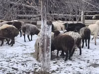 Sheep, Sheep — photo 3