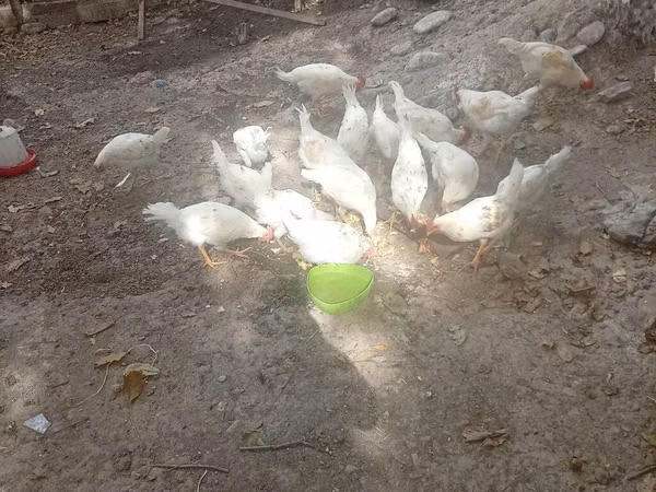 Chickens — Kyrgyzstan