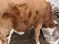 सांड, Simmental cattle — फ़ोटो 4
