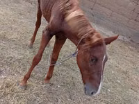 Mare, Horses — photo 3