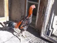 Chickens — zdjęcie 3