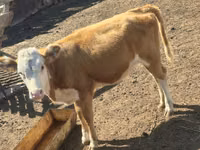 Cow, Simmental cattle — photo 1