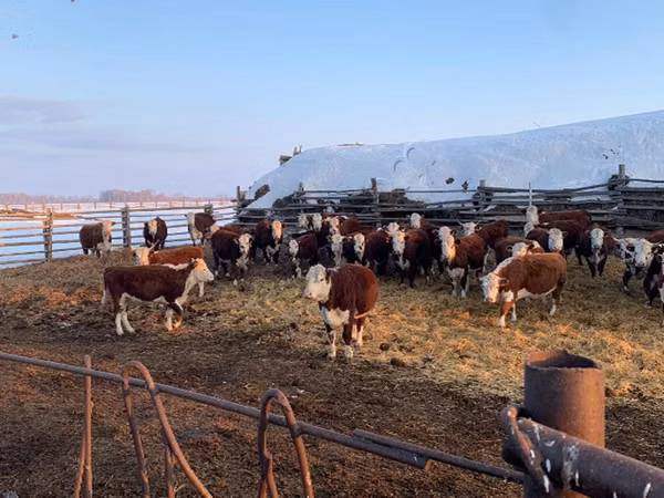 Cow, Hereford — Russia