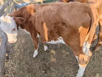 Býk, Simmental cattle — foto 3
