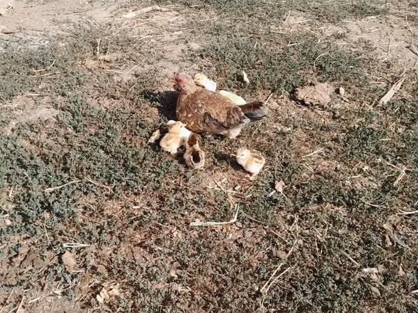 Chickens — Kyrgyzstan