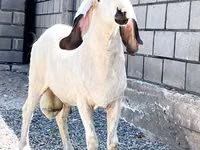 Модагӯсфанд, Hissar sheep — акс 1