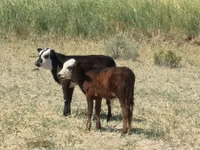 母牛, Kazakh White-headed cow — 照片 8