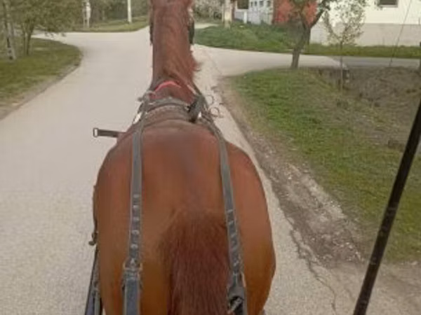 Horse (M), Horses — Hungary