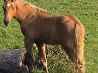 اسب نر, Rocky Mountain Horse — عکس 1