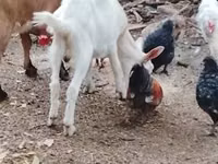 ፍየል, Goats — ፎቶ 1
