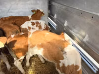 公牛, Simmental cattle — 照片 3