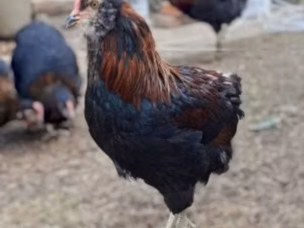 Araukana