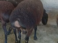 Ram, Hissar sheep — photo 3