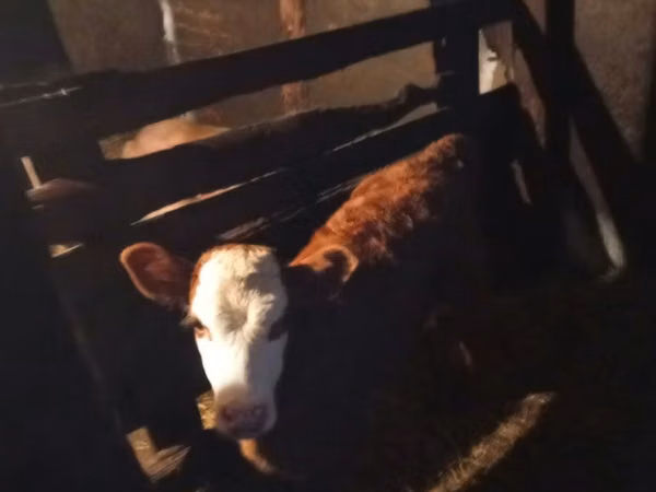 Cow, Holstein breed — Kazakhstan
