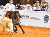 Mare, Quarter Horse — photo 8