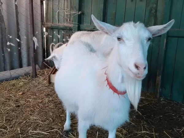 عنزة, Saanen goat