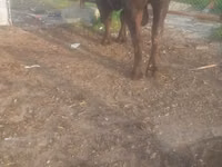 Cattle (batch, sex not specified), Cattle — photo 6