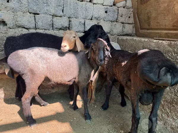 Ram, Rhon sheep — Uzbekistan