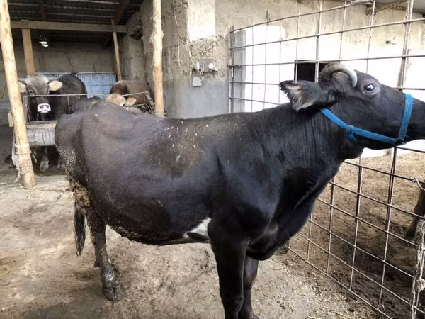母牛, Russian Black pied cattle