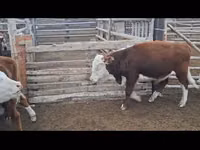 Bull, Simmental cattle — photo 7