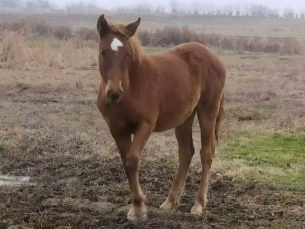 Horses (batch, sex not specified), Horses — Uzbekistan