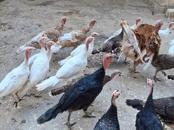 Turkeys — 阿塞拜疆