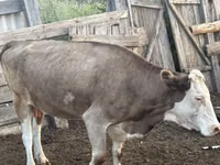 গাভী, Simmental cattle — ছবি 2