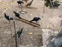 Chickens — Foto 4