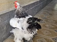 Brahma — foto 2