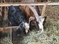 Capra, Alpine goat — foto 4