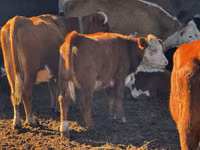 ВРХ (партія, стать не вказано), Simmental cattle — фото 2
