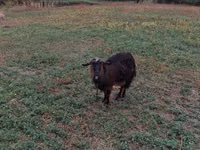 Biri-biri betina, Sheep — foto 1