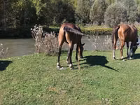 Mare, Horse breed — photo 3