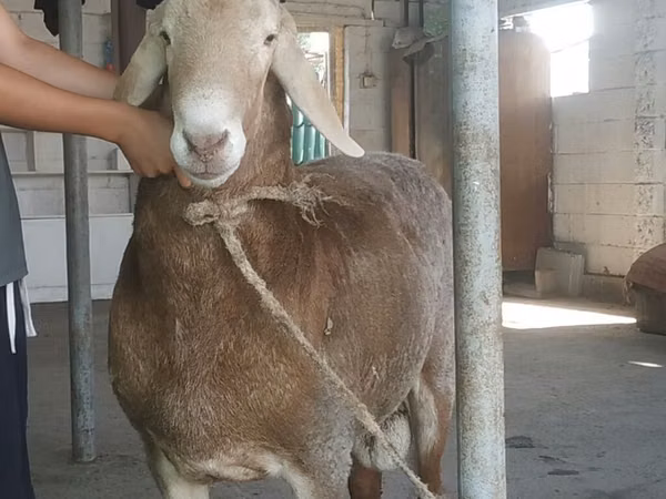 قوچ, Edilbay sheep — قرقیزستان