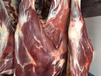 Lembu jantan, Cattle — foto 2