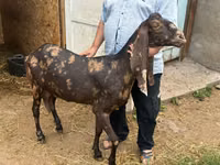 Kambing betina, Kamori goats — foto 1
