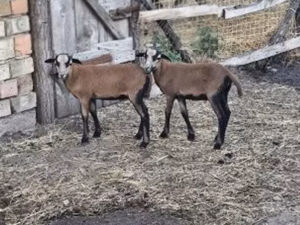 Ram, Sheep — Hungary