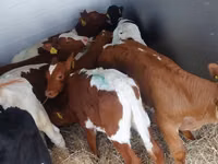 सांड, Simmental cattle — फ़ोटो 4