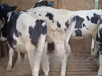 गाय, गोलस्टीन नस्ल — फ़ोटो 1