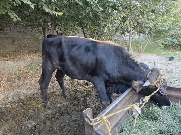 公牛, Cattle — 乌兹别克斯坦
